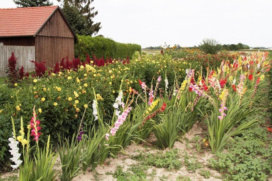 Ferienwohnung Blumenhof Floraswelten Altenworth Exterior foto